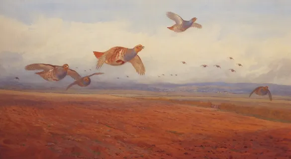 Archibald Thorburn - Grey Partridge in Flight
